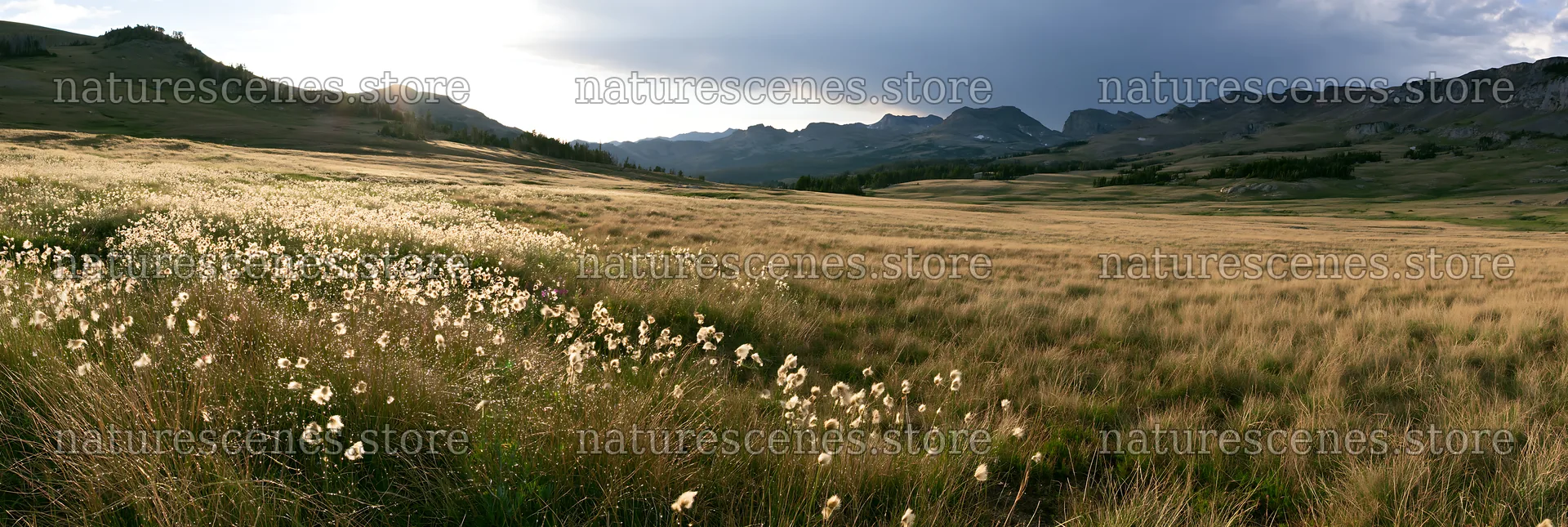 Meadow with grass seedheads under a cloudy sky – nature scenes 13690x4602