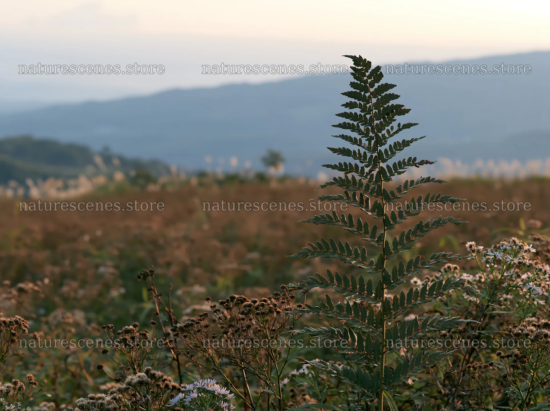 Tokushima mountain meadow fern frond foreground in evening light – nature scenes 9174x6866