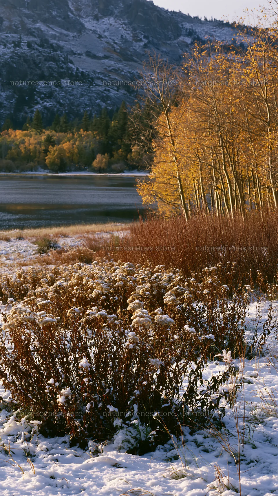Lakeside meadow after the first snowfall in autumn – nature scenes 5938x10608