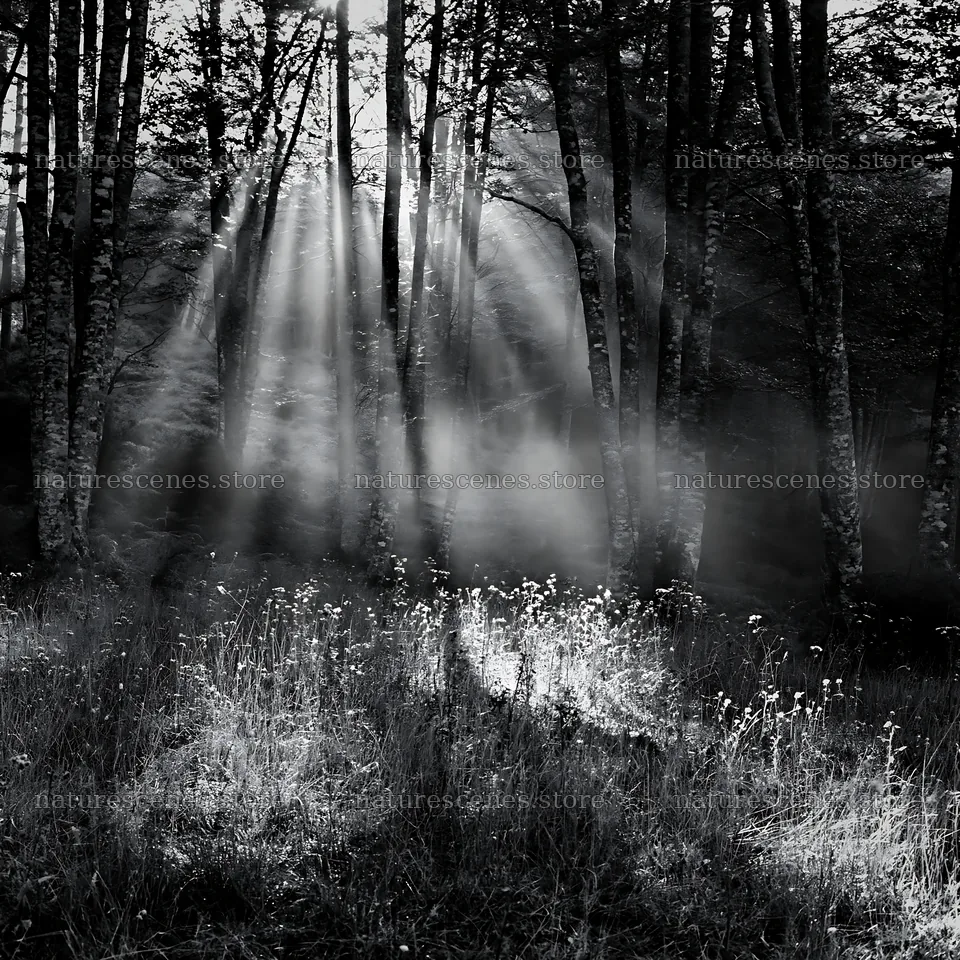 Sunrays shine through trees in Picos de Europa meadow – nature scenes 7938x7938