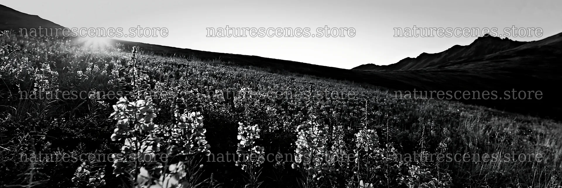 Fireweed meadow at sunset in black and white – nature scenes 13690x4602