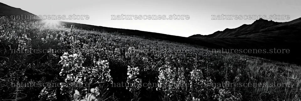 Fireweed meadow at sunset in black and white – nature scenes 13690x4602
