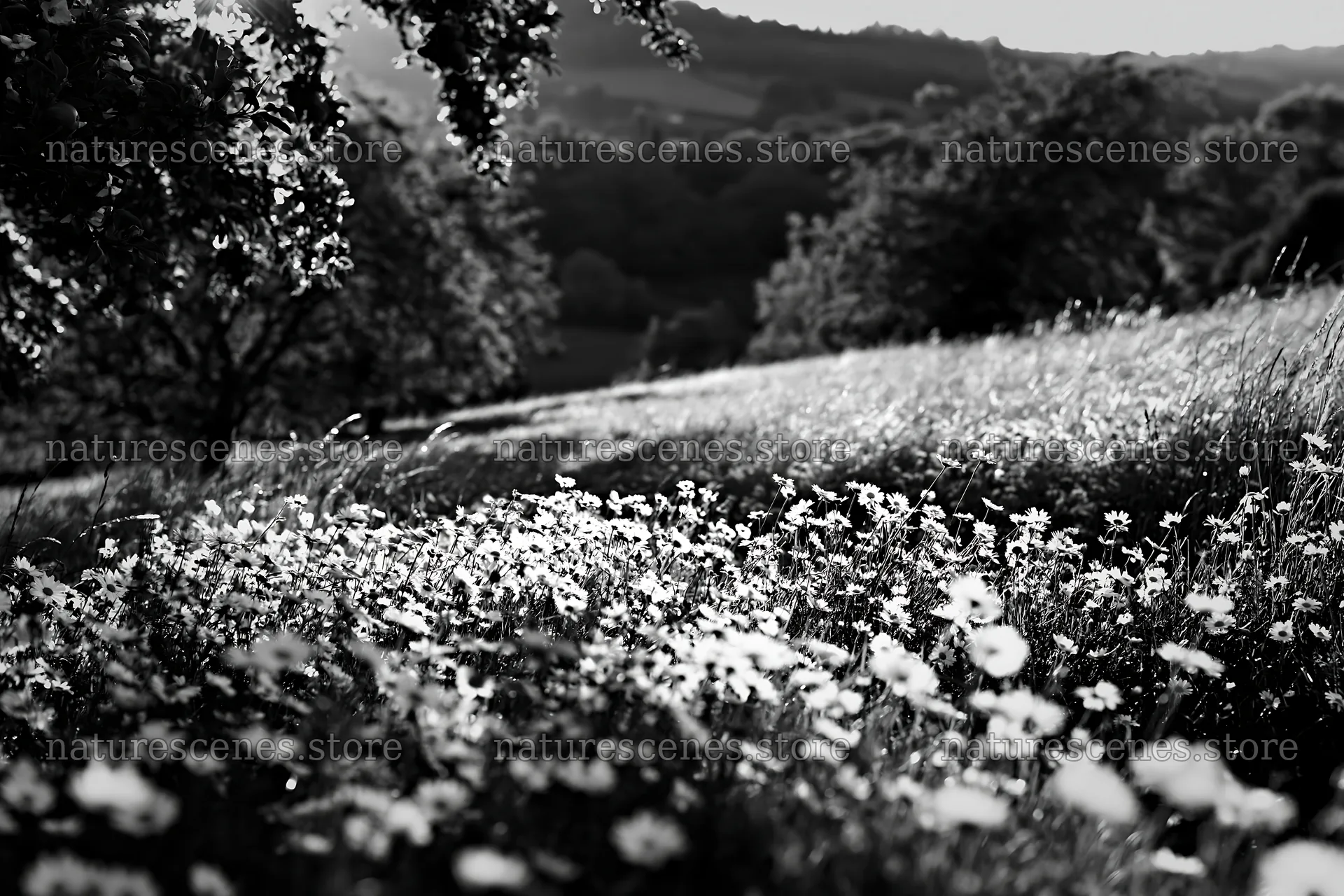Daisy meadow under sunlight in black and white – nature scenes 9722x6480