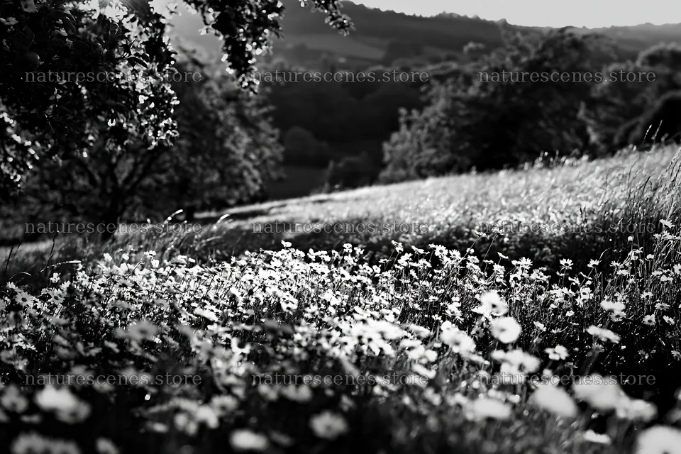 Daisy meadow under sunlight in black and white – nature scenes 9722x6480