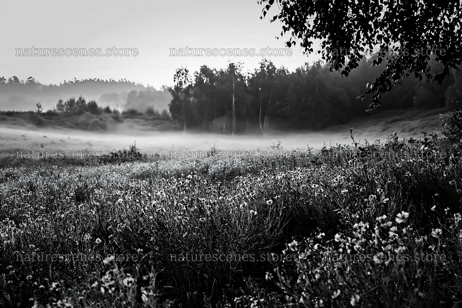 Cornflower meadow with trees in fog during early morning – nature scenes 9722x6480
