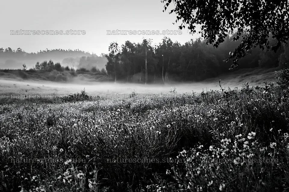 Cornflower meadow with trees in fog during early morning – nature scenes 9722x6480