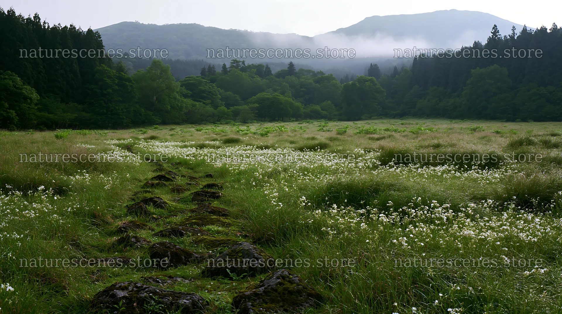 Miyagi spring recovery meadow mossy stone landscape – nature scenes 10608x5938
