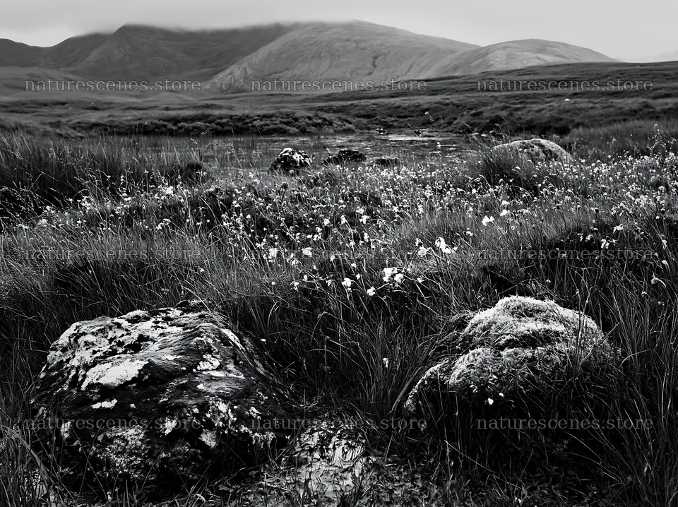 Mossy boulders in a meadow near a mountain landscape – nature scenes 9174x6866