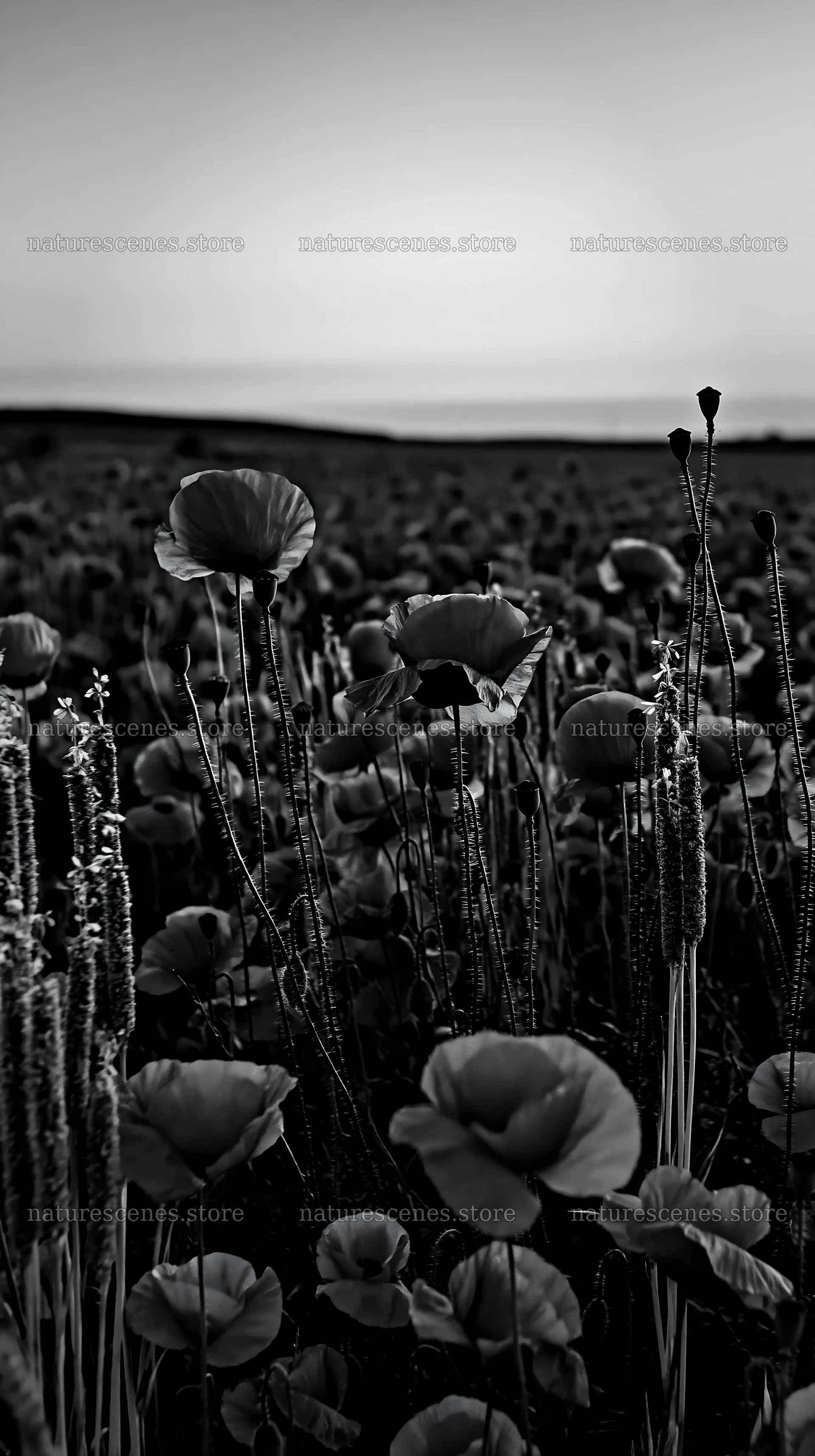 Colorful poppy meadow under a sunset sky – nature scenes 5938x10608