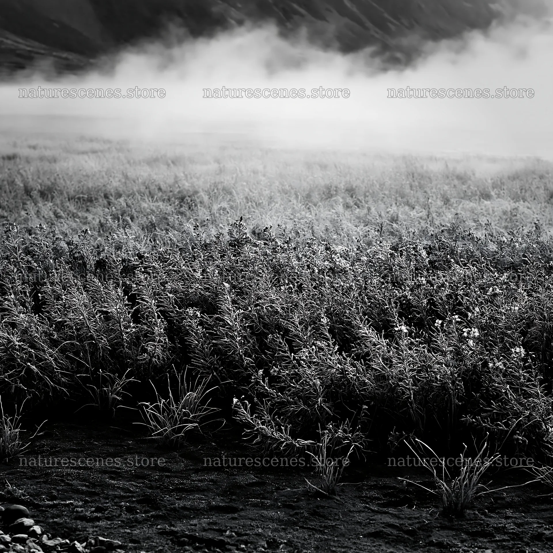 Frozen tarn meadow with mist rising from the ground – nature scenes 7938x7938