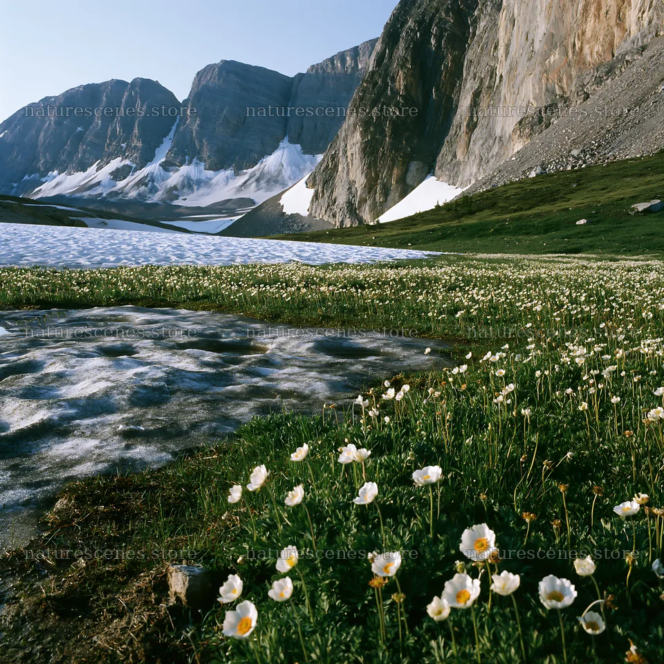 Frozen tarn meadow with flowers and mountains in summer – nature scenes 7938x7938