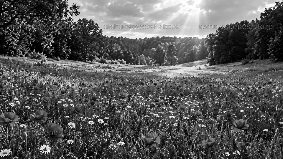 Black and White Woodland Meadow Clearing – nature scenes 10324x5812
