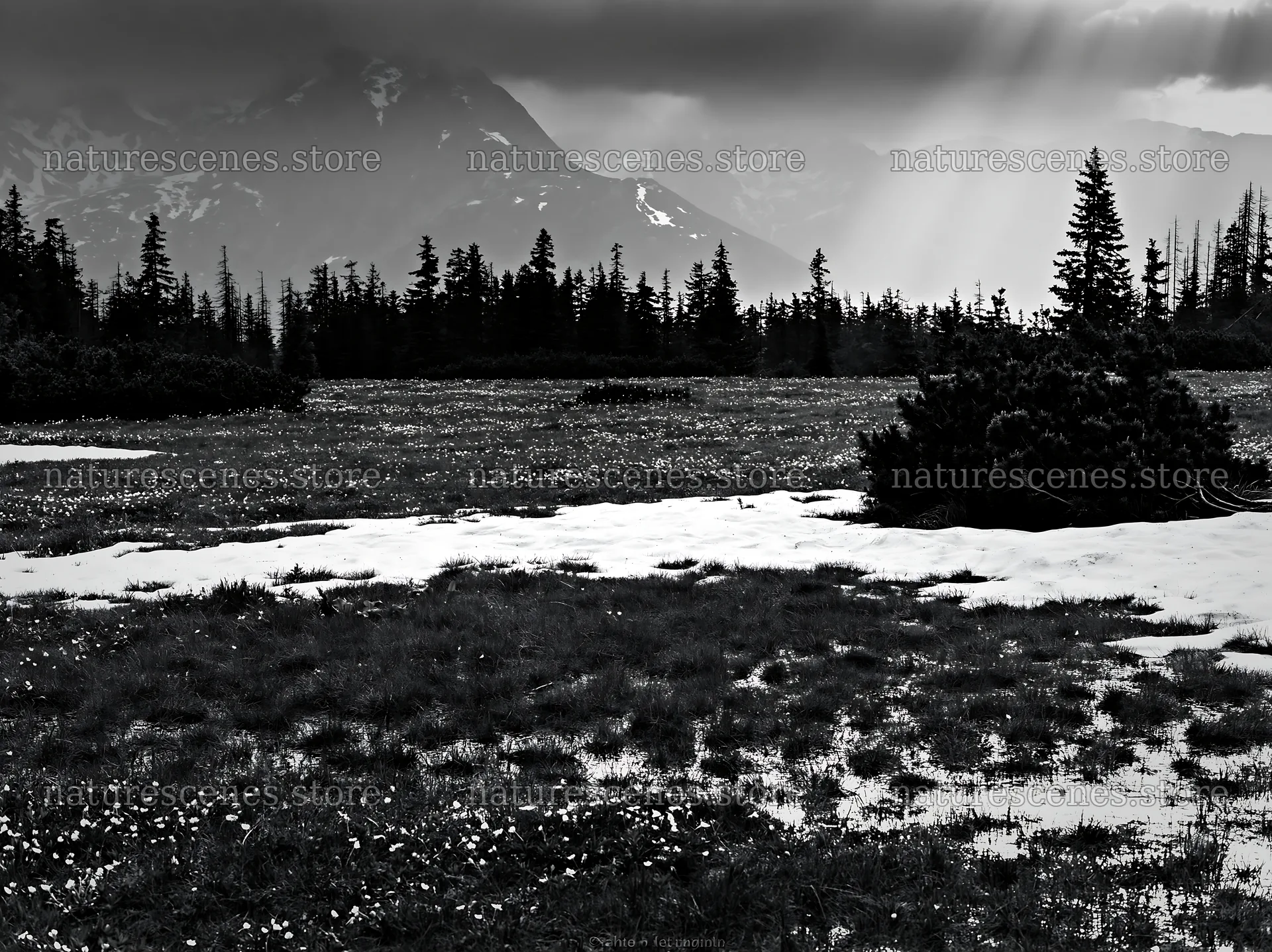 Tatra mountains meadow in spring with snowmelt – nature scenes 9174x6866