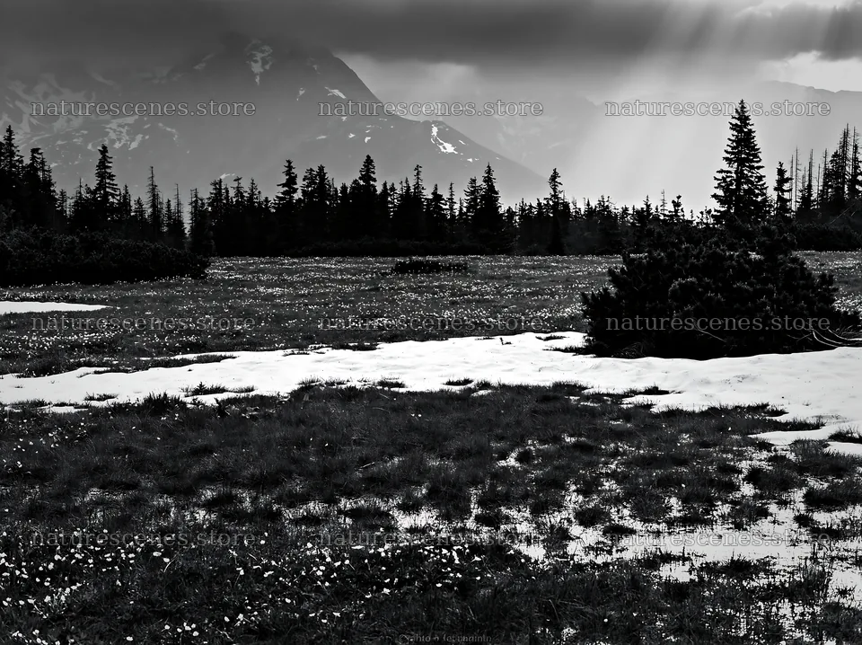 Tatra mountains meadow in spring with snowmelt – nature scenes 9174x6866