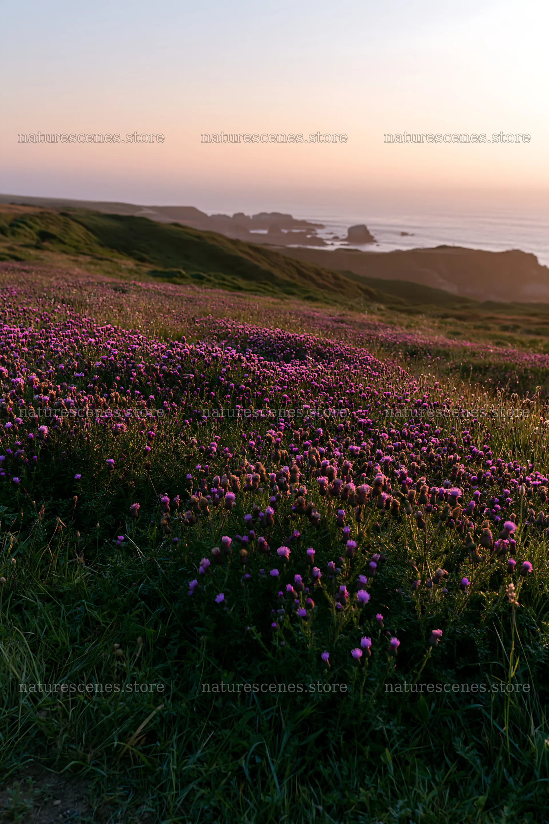 Violet knapweed meadow with coastal view at sunset – nature scenes 6480x9722