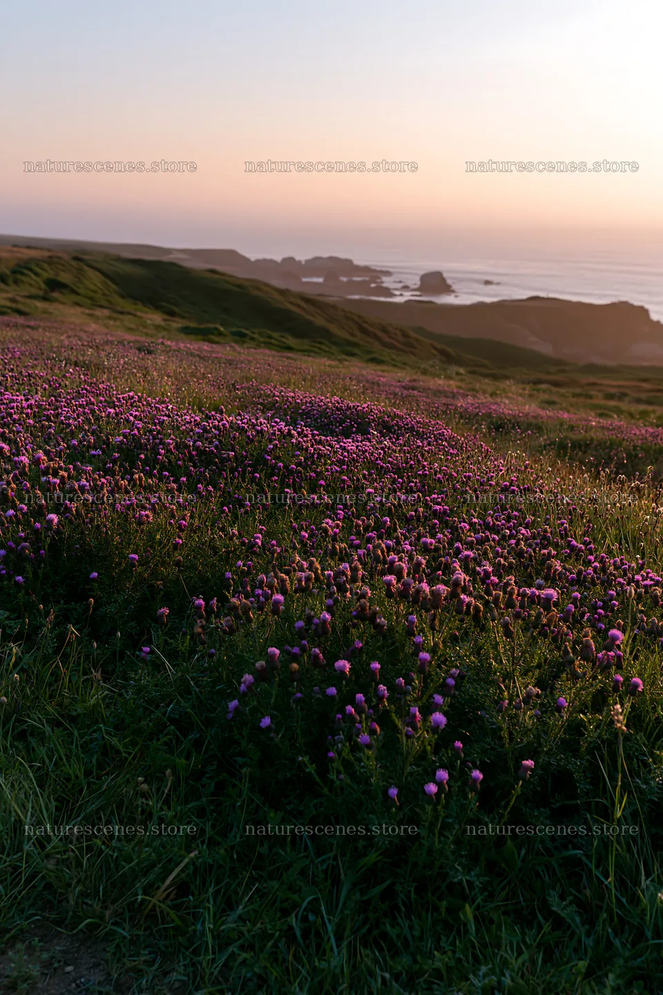 Violet knapweed meadow with coastal view at sunset – nature scenes 6480x9722