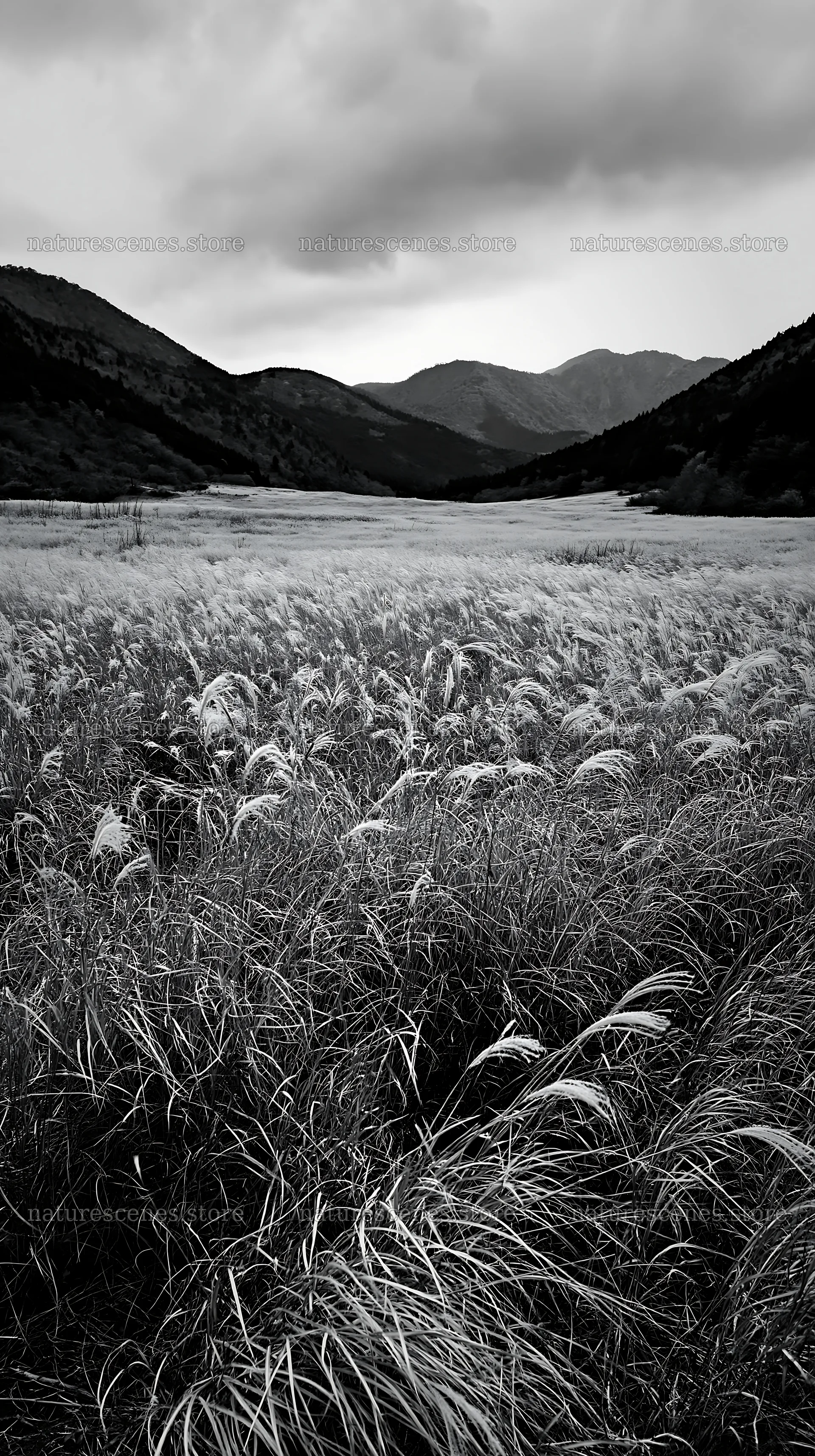 Golden meadow with seedheads in Okayama – nature scenes 5938x10608