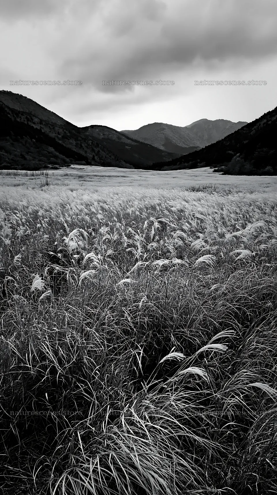 Golden meadow with seedheads in Okayama – nature scenes 5938x10608