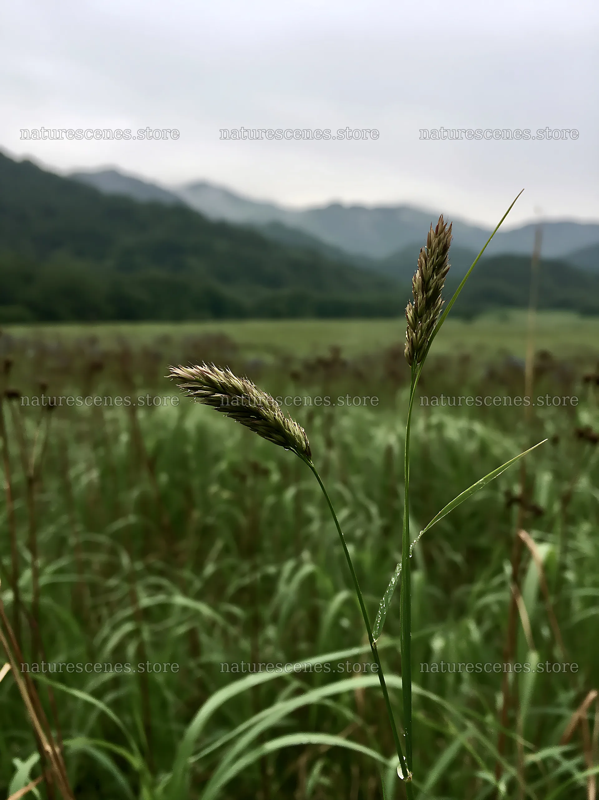 Iwate rain refreshed meadow seedhead foreground – nature scenes 6866x9174