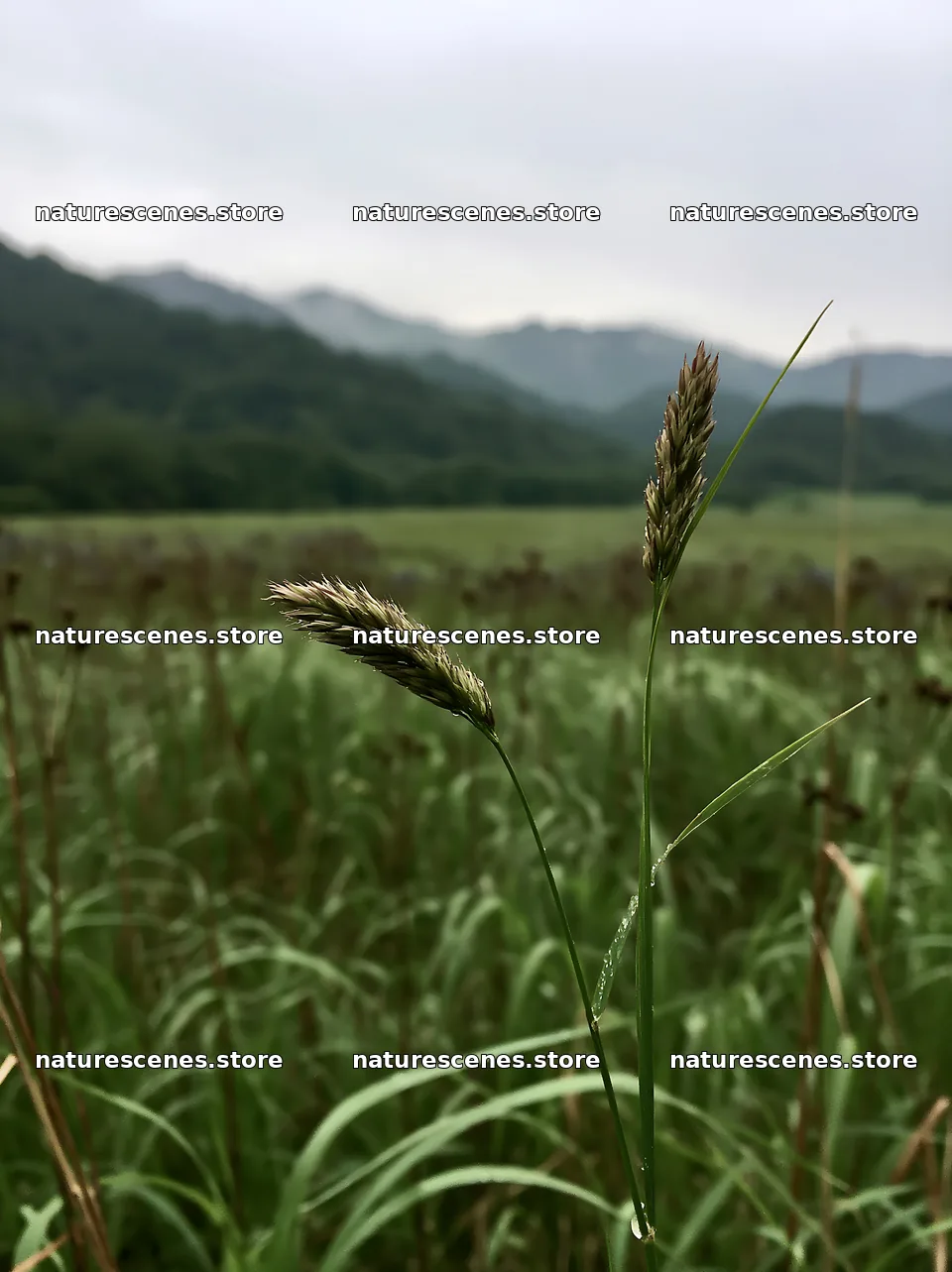 Iwate rain refreshed meadow seedhead foreground – nature scenes 6866x9174