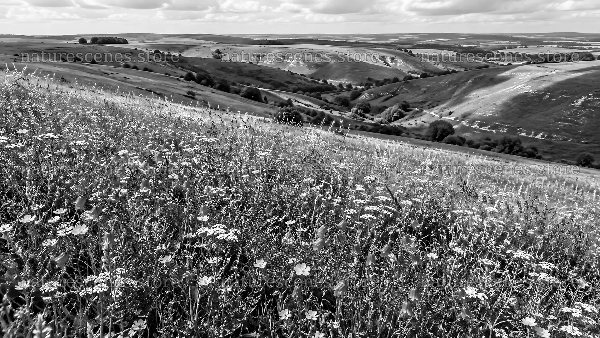 Monochrome Wildflower Meadow Across Rolling Hills – nature scenes 10324x5812