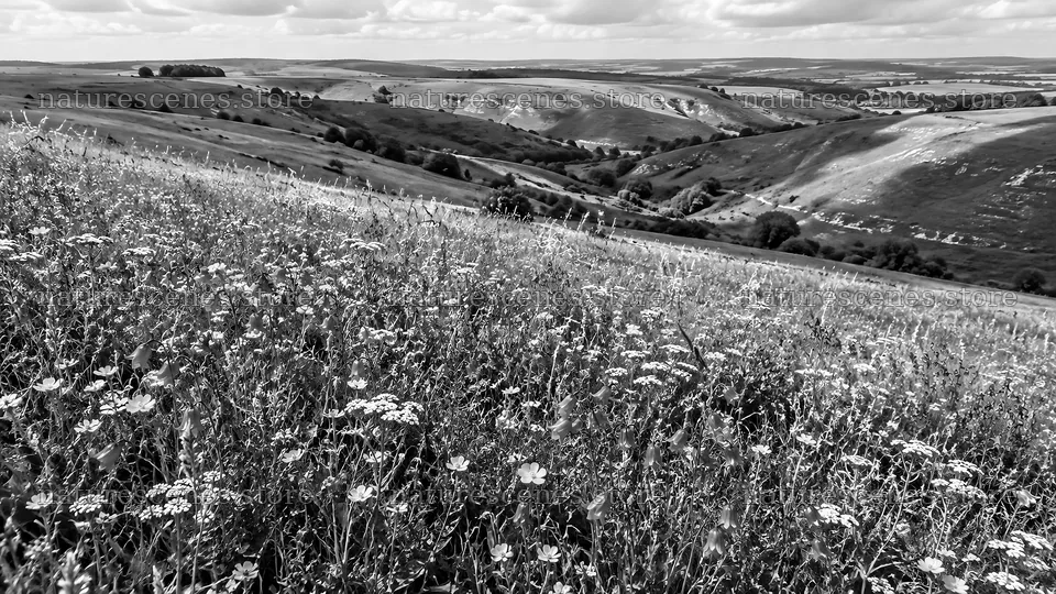 Monochrome Wildflower Meadow Across Rolling Hills – nature scenes 10324x5812