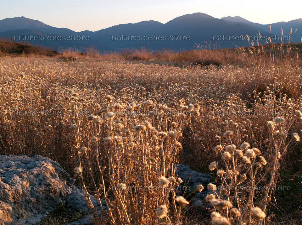 Ehime twilight meadow with dry seedheads – nature scenes 9174x6866