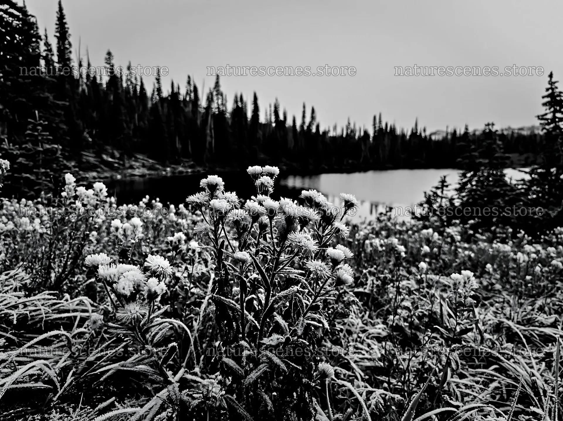 Lakeside meadow after first snowfall – nature scenes 9174x6866