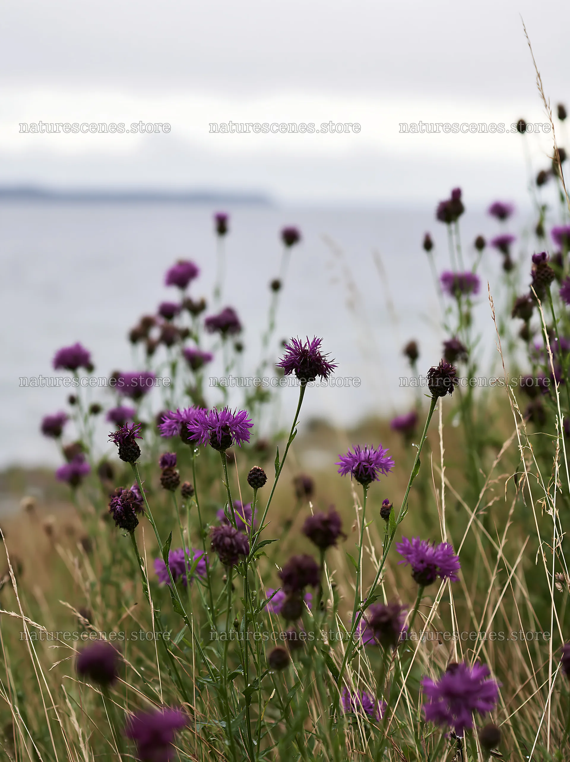 Knapweed blooms by the water in a scenic meadow – nature scenes 6866x9174