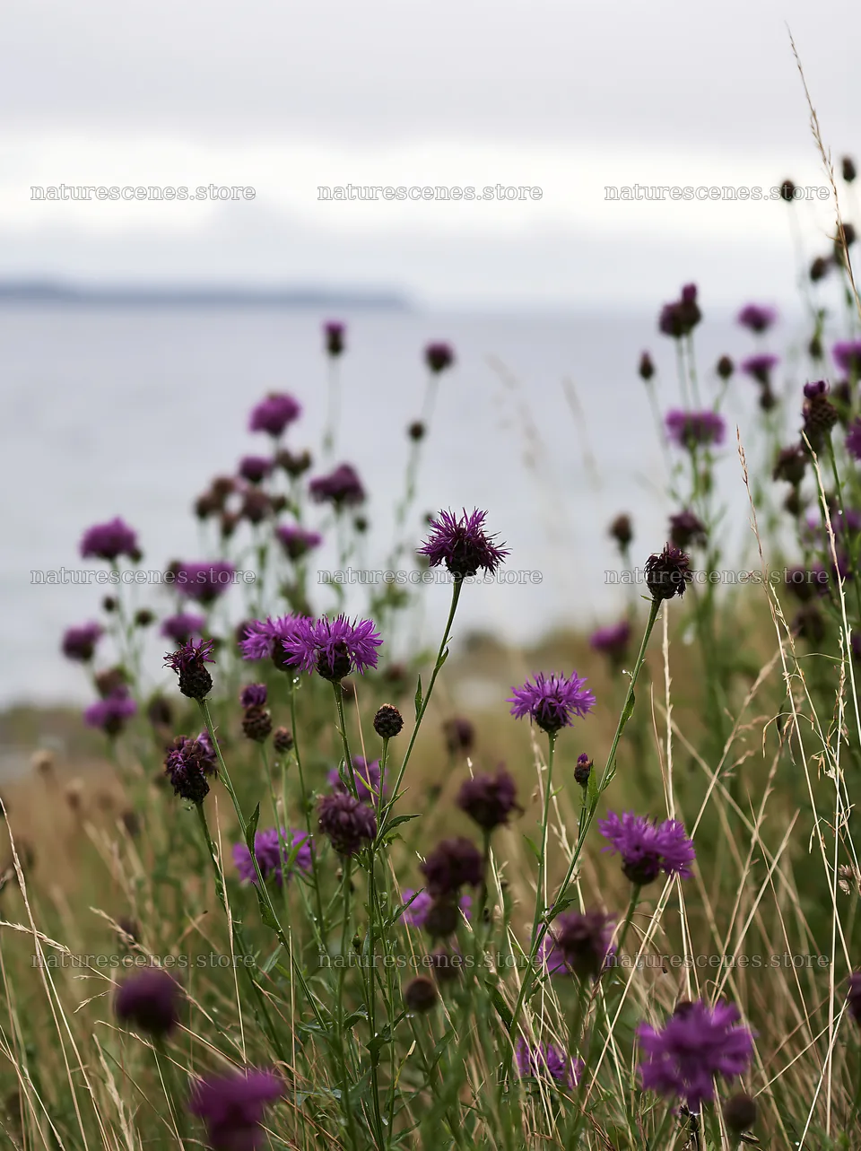 Knapweed blooms by the water in a scenic meadow – nature scenes 6866x9174