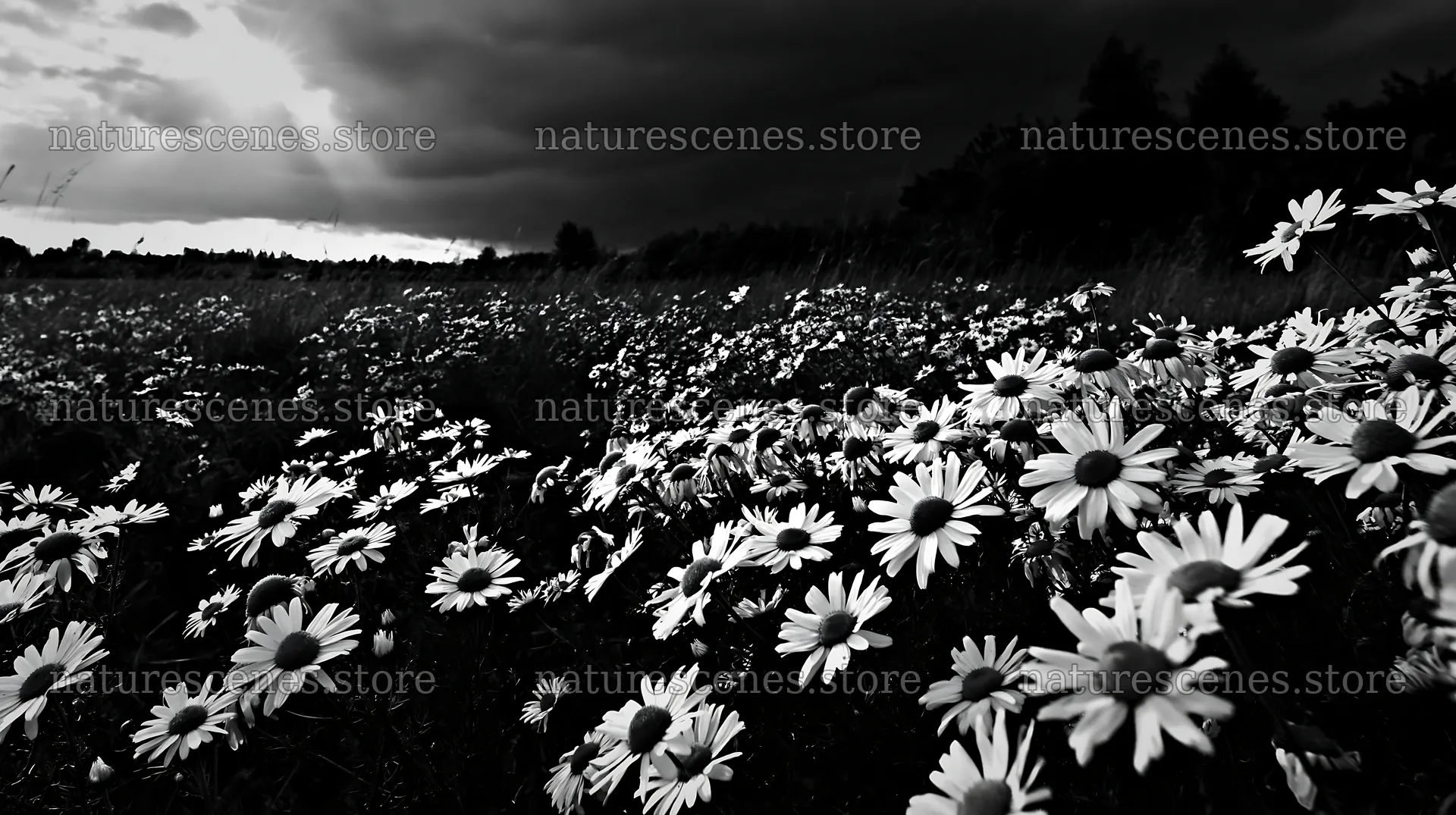 Chamomile flowers in a meadow with dark clouds above – nature scenes 10608x5938