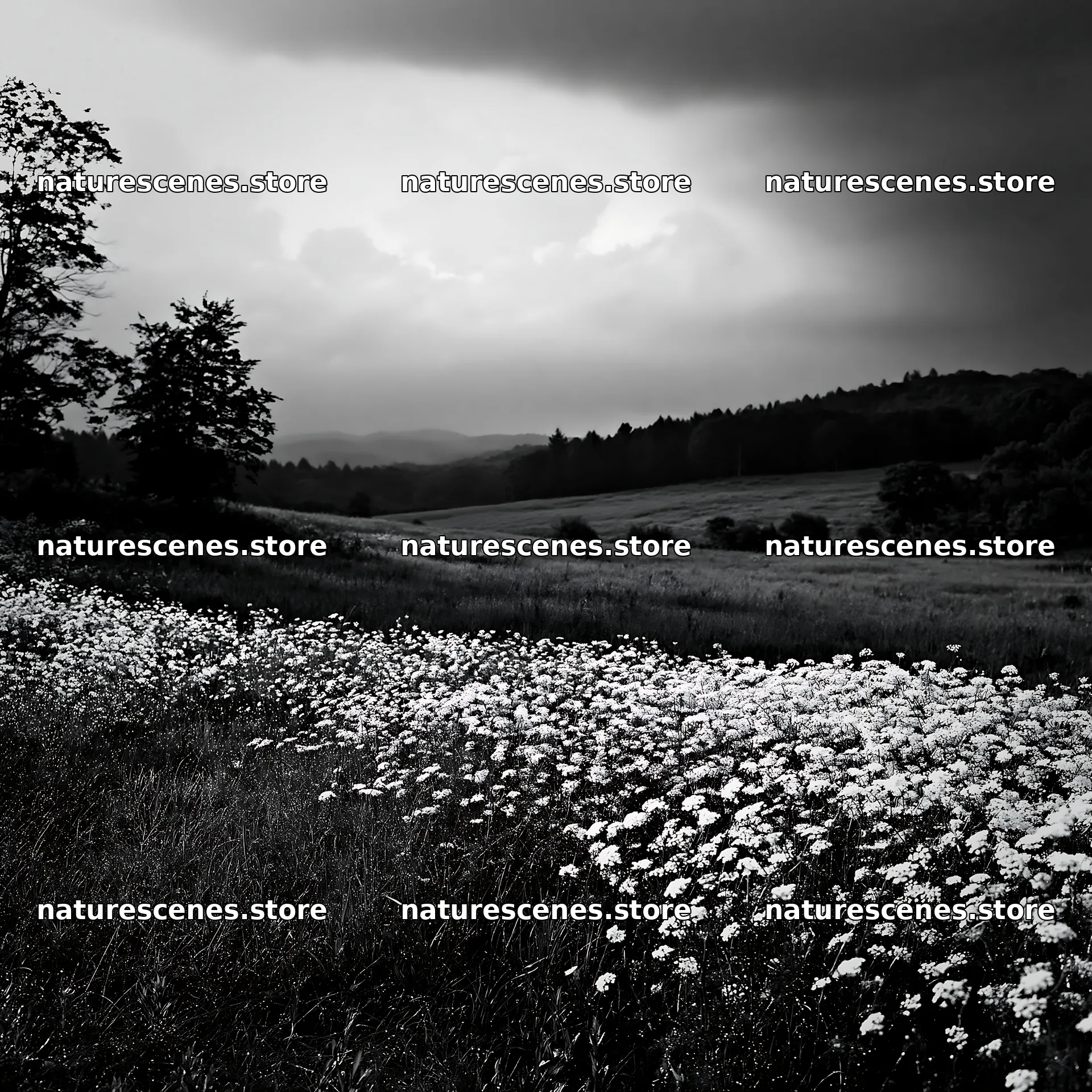 Expansive Hokkaido restoration meadow with dewdrops – nature scenes 7938x7938