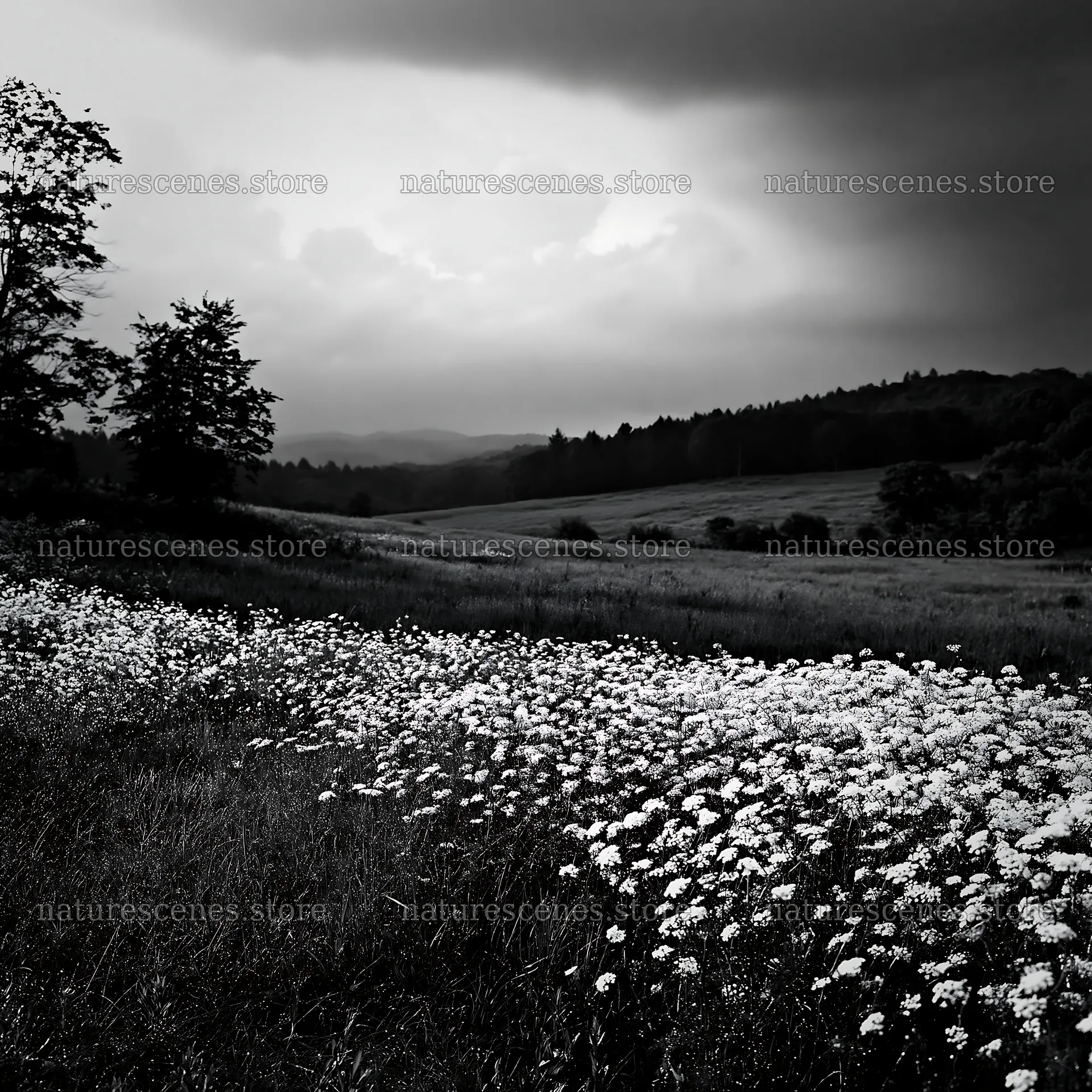 Expansive Hokkaido restoration meadow with dewdrops – nature scenes 7938x7938
