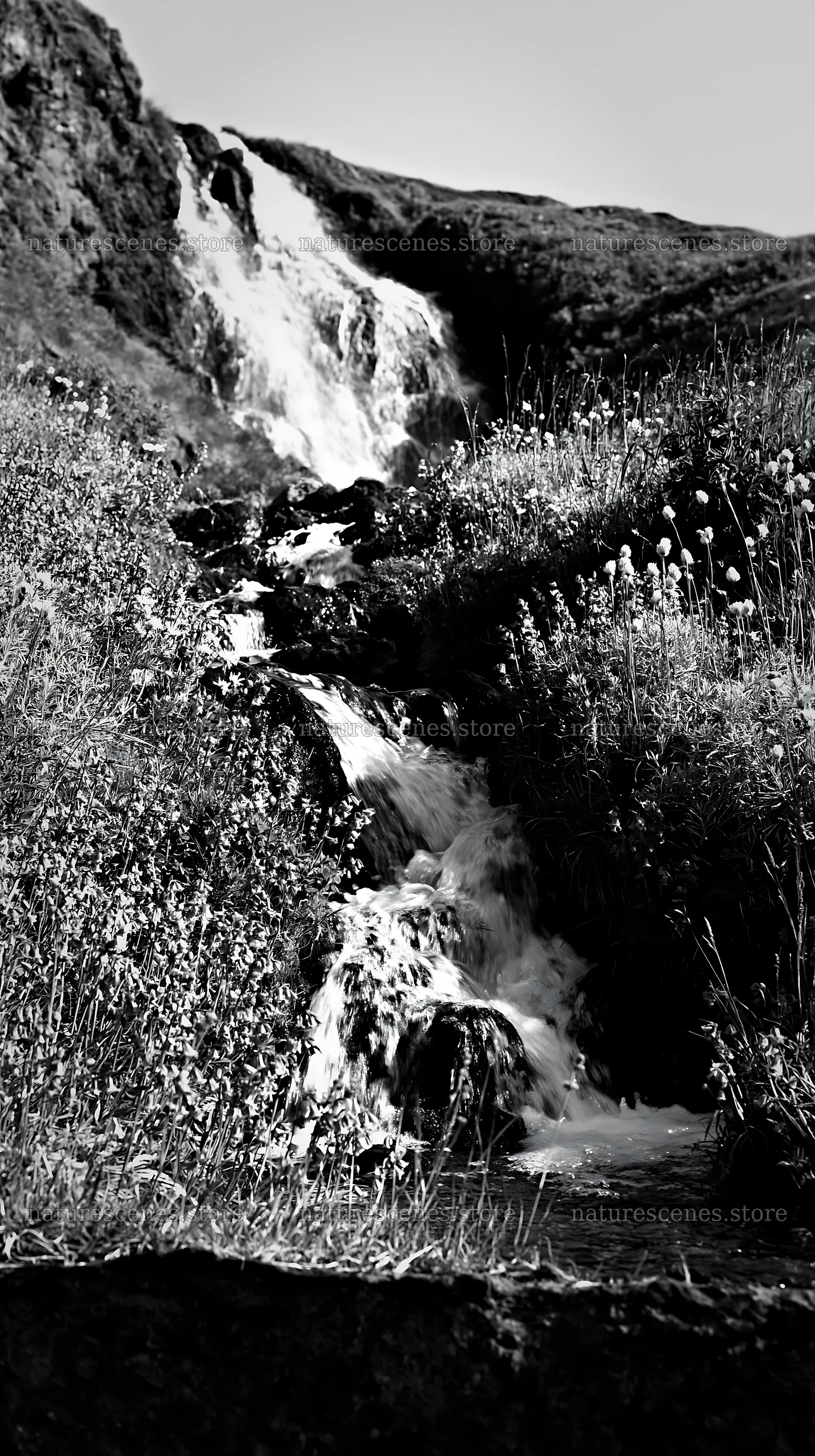 Summer wildflower meadow with a waterfall in black and white – nature scenes 5938x10608