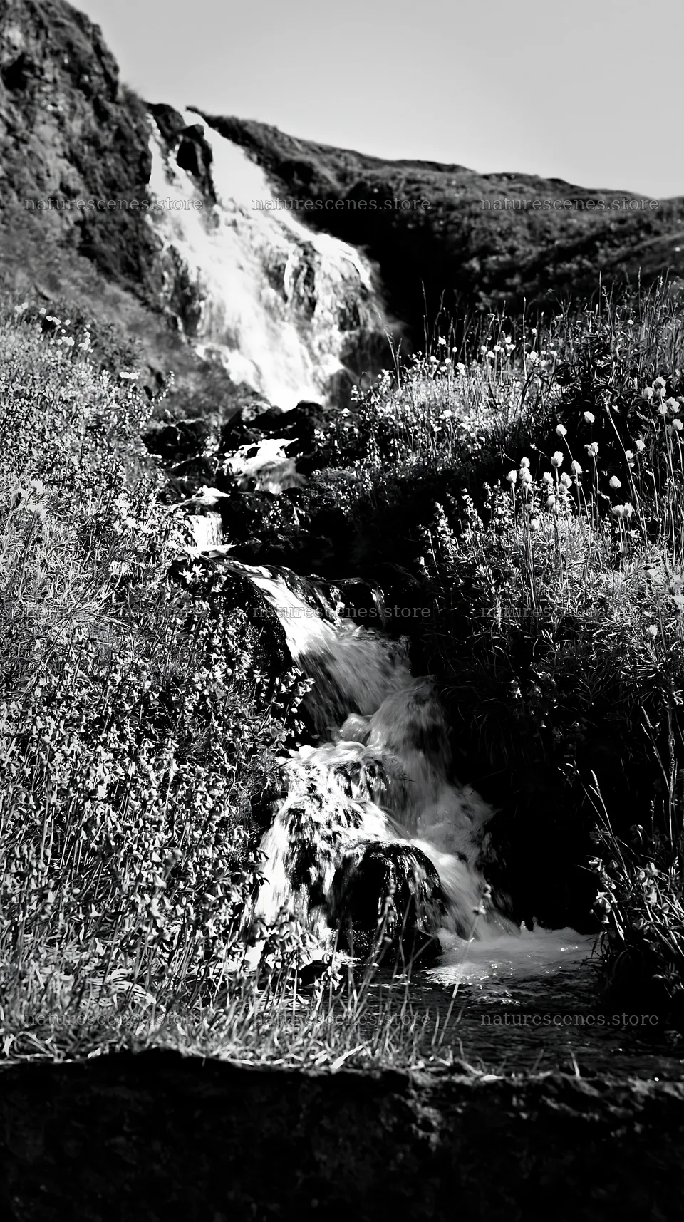 Summer wildflower meadow with a waterfall in black and white – nature scenes 5938x10608