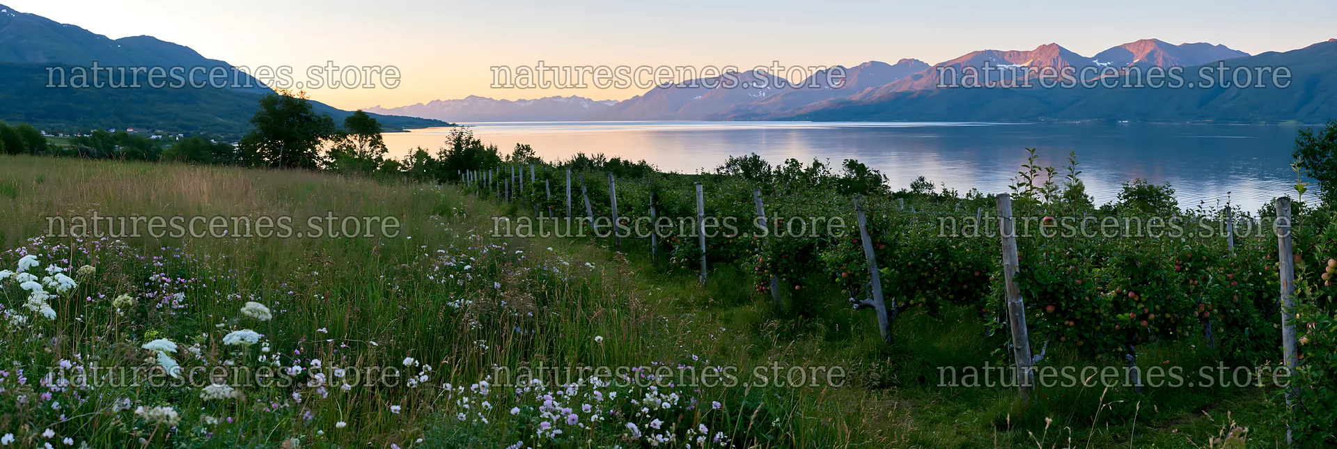 Fjord orchard meadow at sunset near mountain landscape – nature scenes 13690x4602