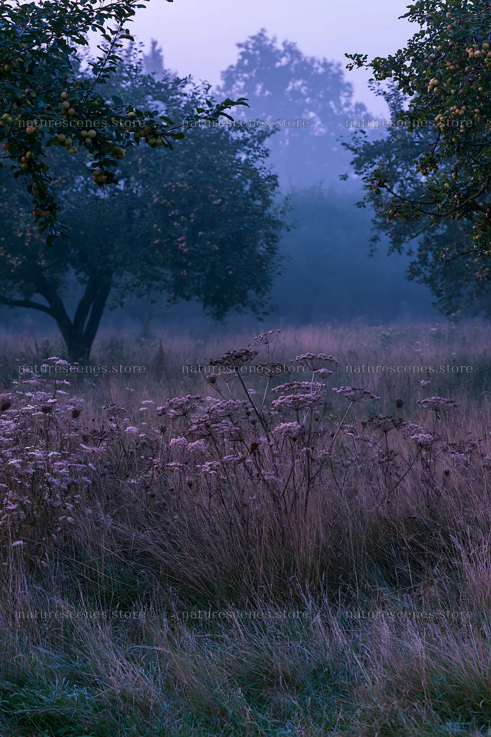Foggy orchard meadow with trees and wildflowers – nature scenes 6480x9722
