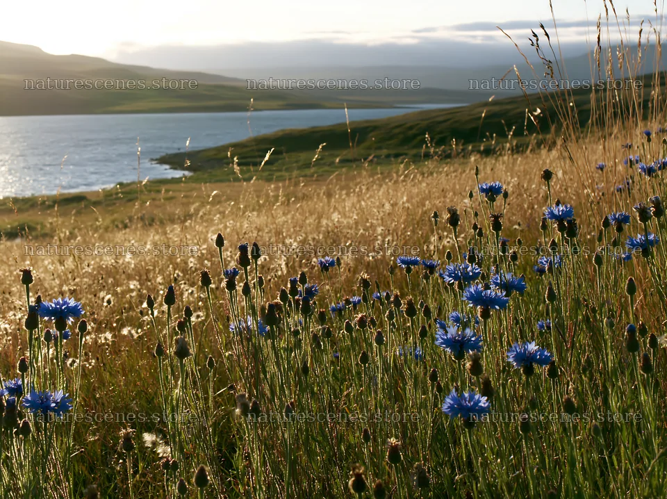 Lakeside meadow with wildflowers under sunlight – nature scenes 9174x6866