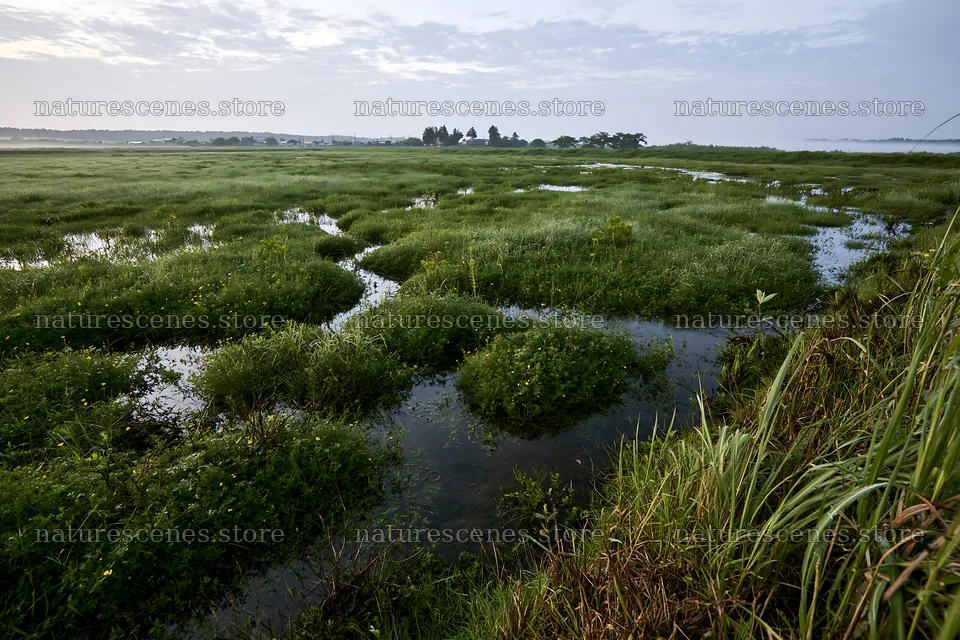Niigata floodplain restoration meadow dew foreground – nature scenes 9722x6480