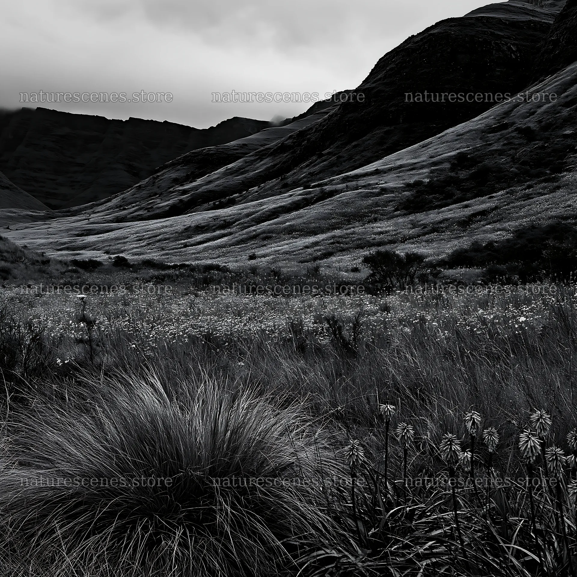 Biodiverse meadow with hills and plants in black and white – nature scenes 7938x7938