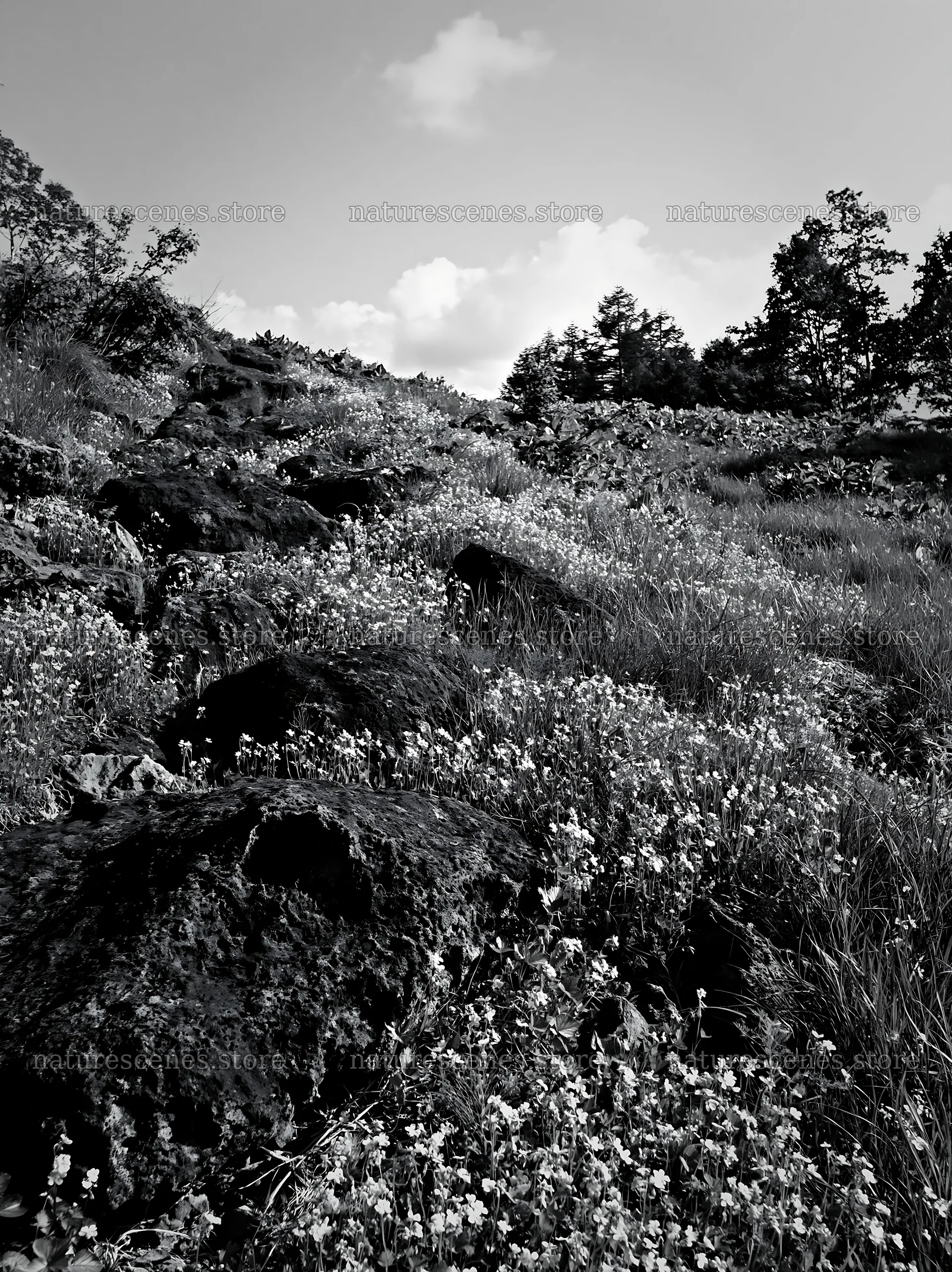 Yamanashi regenerative meadow with basalt stones in bright sunlight – nature scenes 6866x9174
