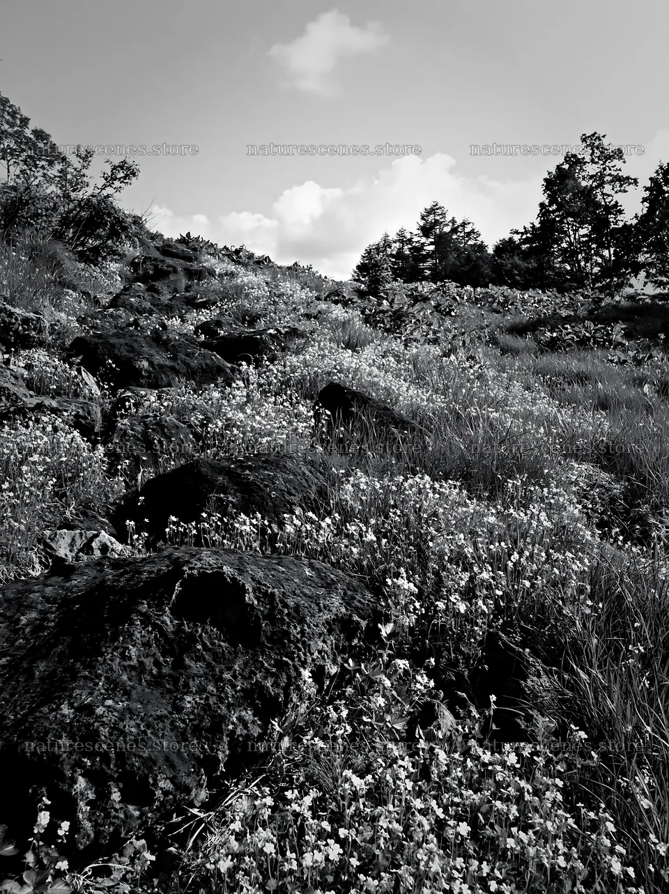 Yamanashi regenerative meadow with basalt stones in bright sunlight – nature scenes 6866x9174
