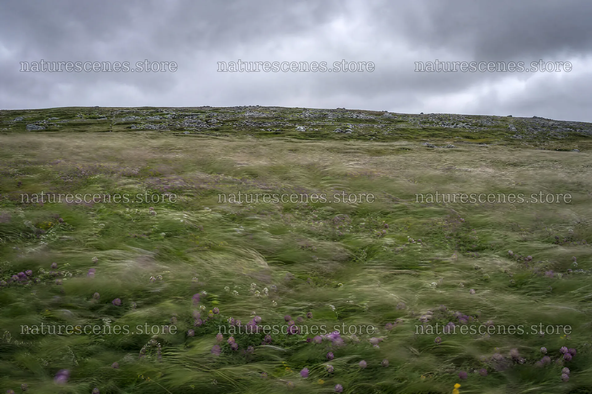 Clover speedwell meadow with flowers in gentle wind – nature scenes 9722x6480