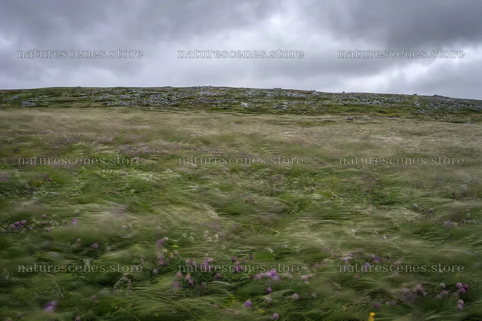 Clover speedwell meadow with flowers in gentle wind – nature scenes 9722x6480