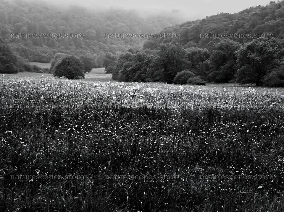 Foothill meadow in Germany with trees and fog – nature scenes 9174x6866
