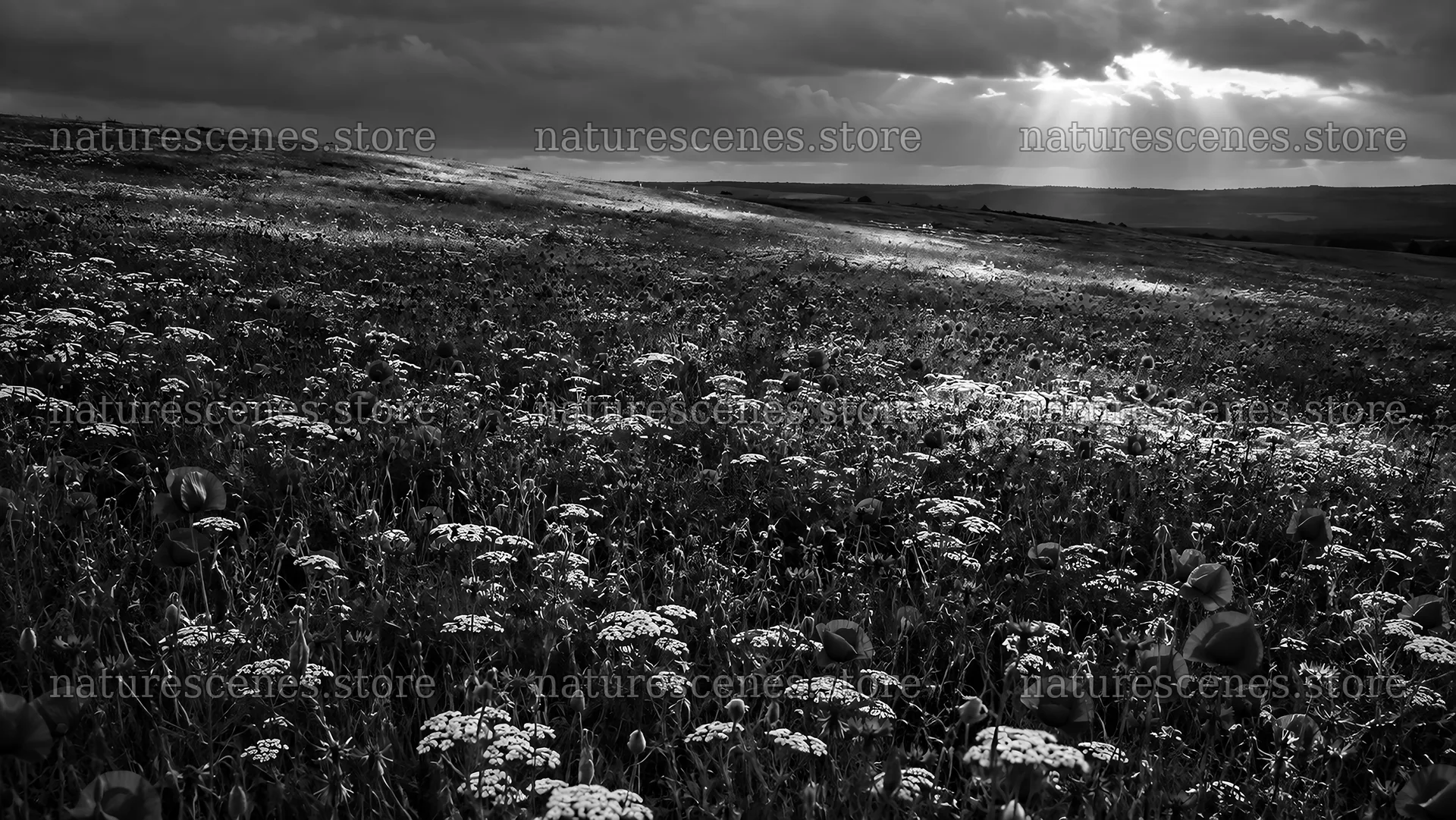 Dark Wildflower Meadow Beneath Storm Clouds – nature scenes 10324x5812