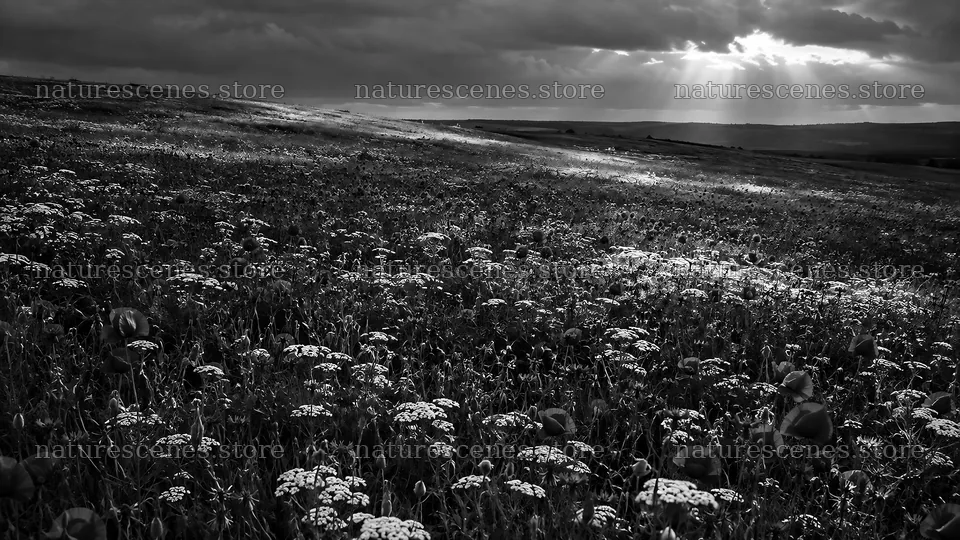 Dark Wildflower Meadow Beneath Storm Clouds – nature scenes 10324x5812
