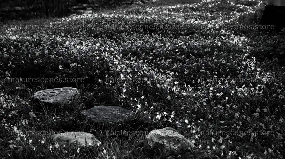 Christmas meadow with lights and stones at spring recovery – nature scenes 10608x5938
