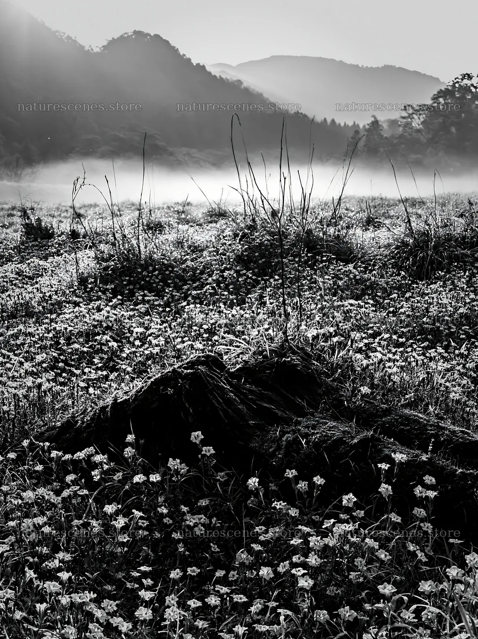 Mossy log surrounded by flowers in Gifu low carbon meadow – nature scenes 6866x9174