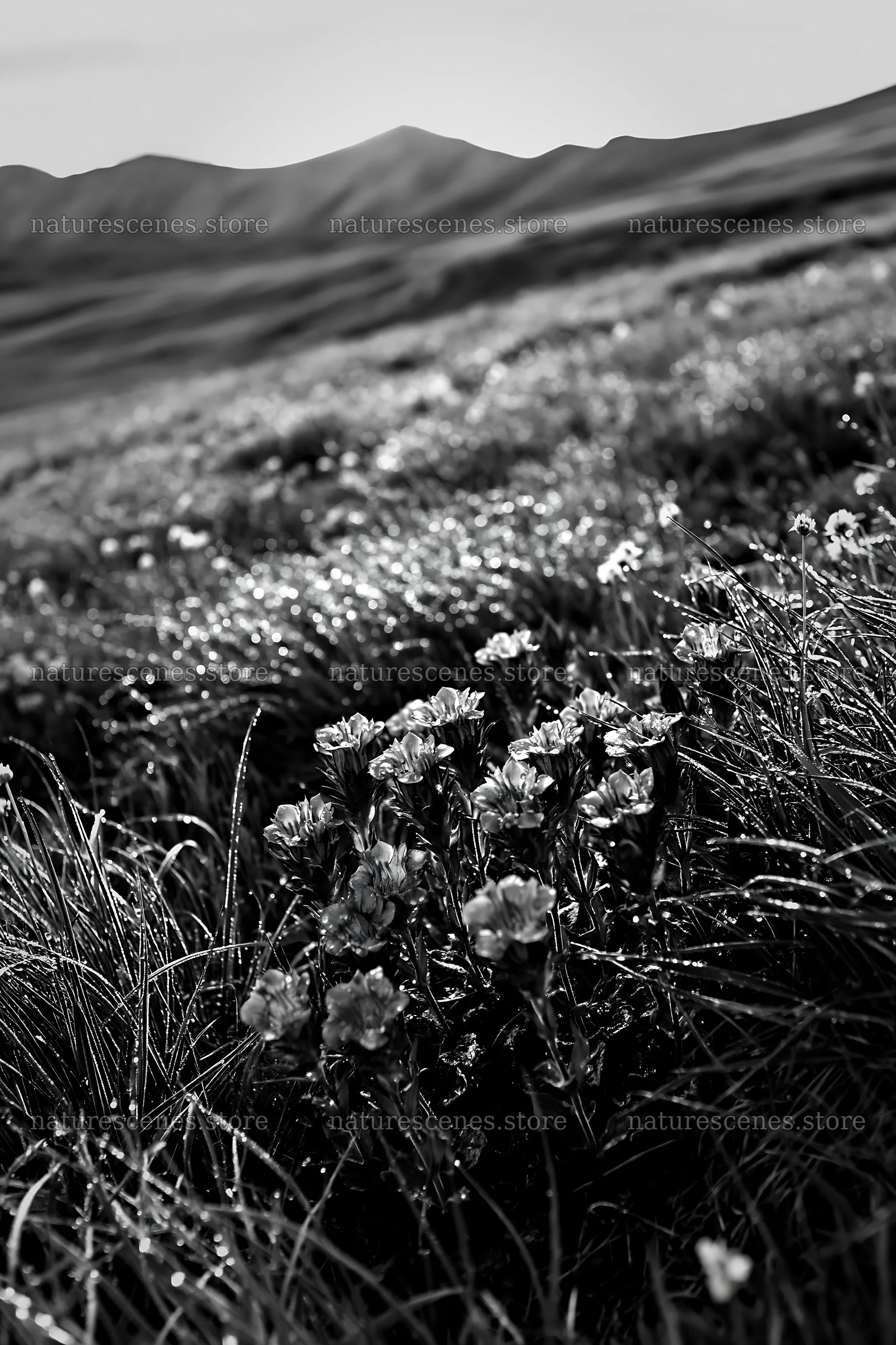 Silver dew meadow with purple flowers in a green field – nature scenes 6480x9722
